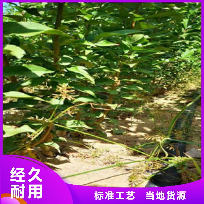 【李子苗板栗苗型号全价格低】