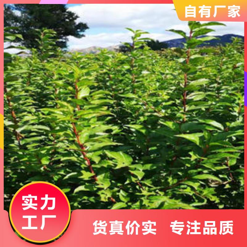 【李子苗多种优势放心选择】