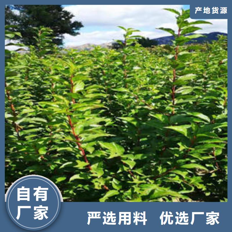 李子苗桃树苗按需定制真材实料