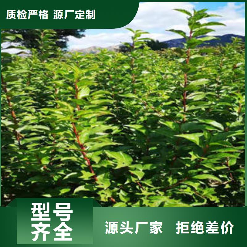 李子苗蓝莓苗满足多种行业需求