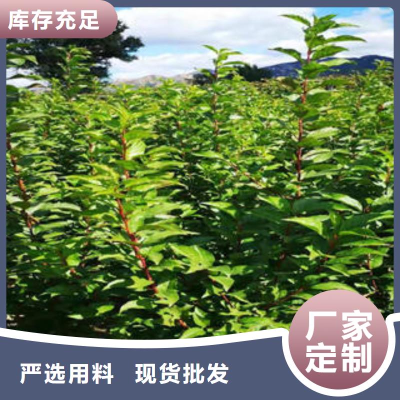 李子苗-梨树苗工艺层层把关