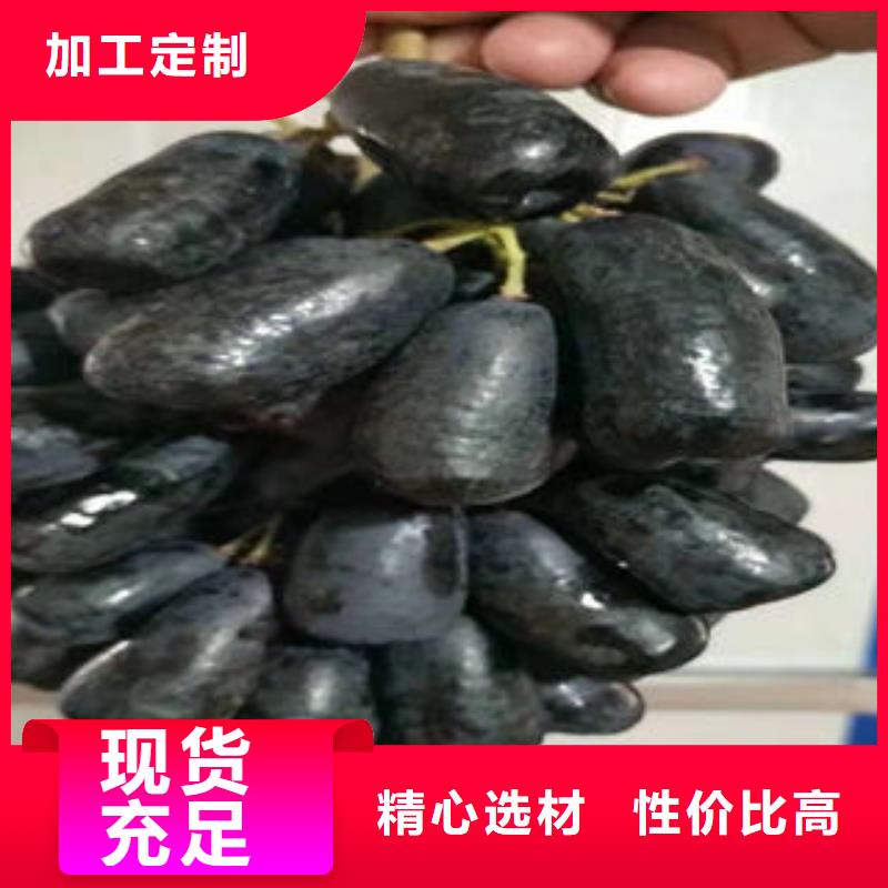 葡萄苗李子苗厂家直接面向客户