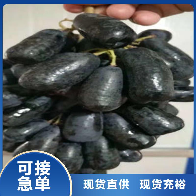 葡萄苗山楂苗现货直发