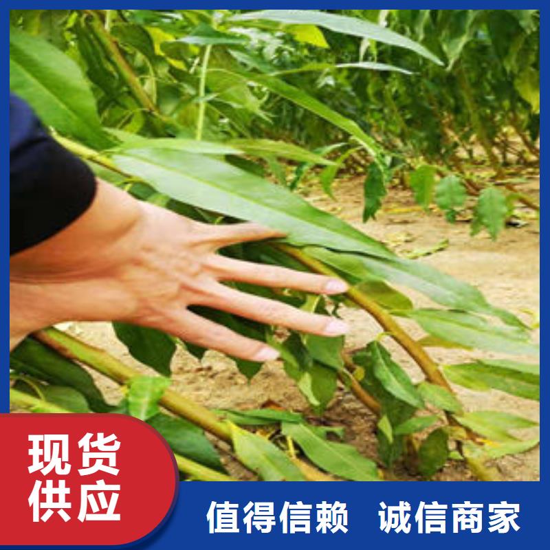 葡萄苗李子苗随心所欲定制