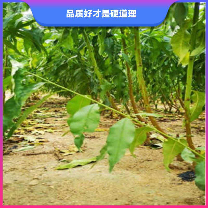 葡萄苗梨树苗品质好才是硬道理