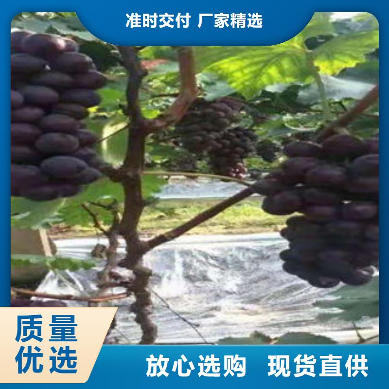 葡萄苗,苹果苗质量可靠