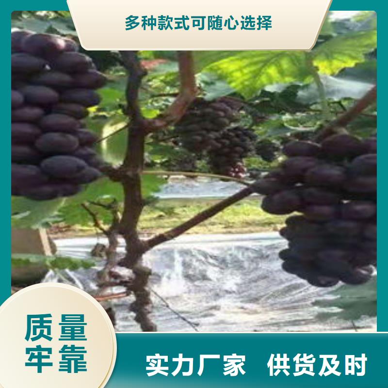 葡萄苗李子苗厂家直接面向客户