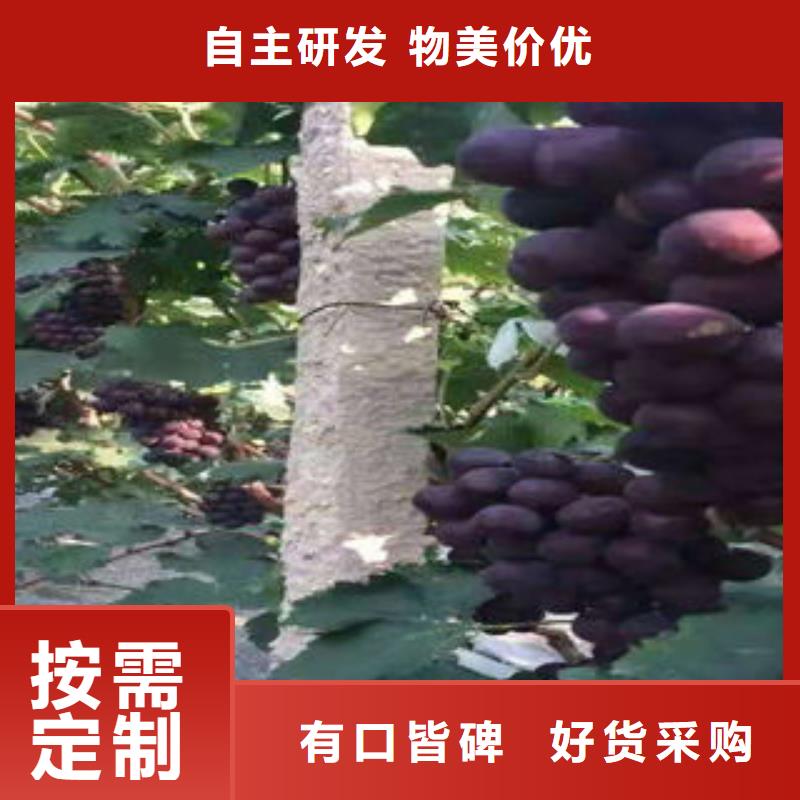 葡萄苗李子苗随心所欲定制