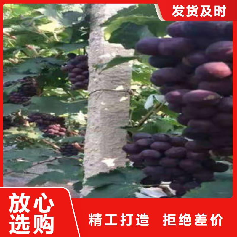 葡萄苗李子苗厂家直接面向客户
