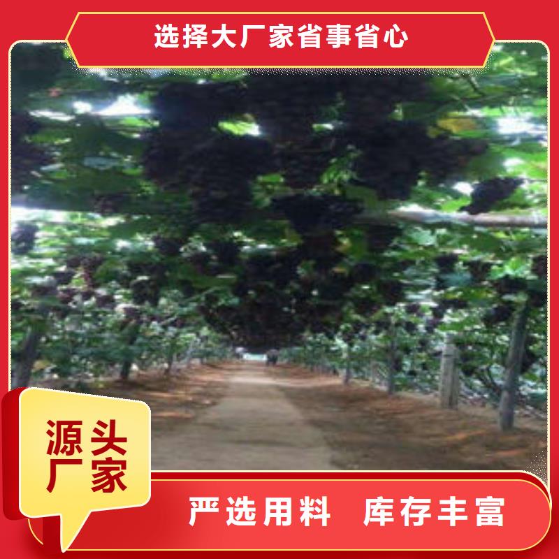 葡萄苗梨树苗品质好才是硬道理