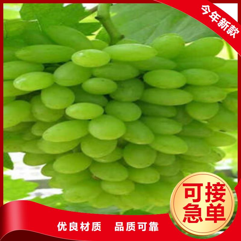 葡萄苗李子苗实地大厂
