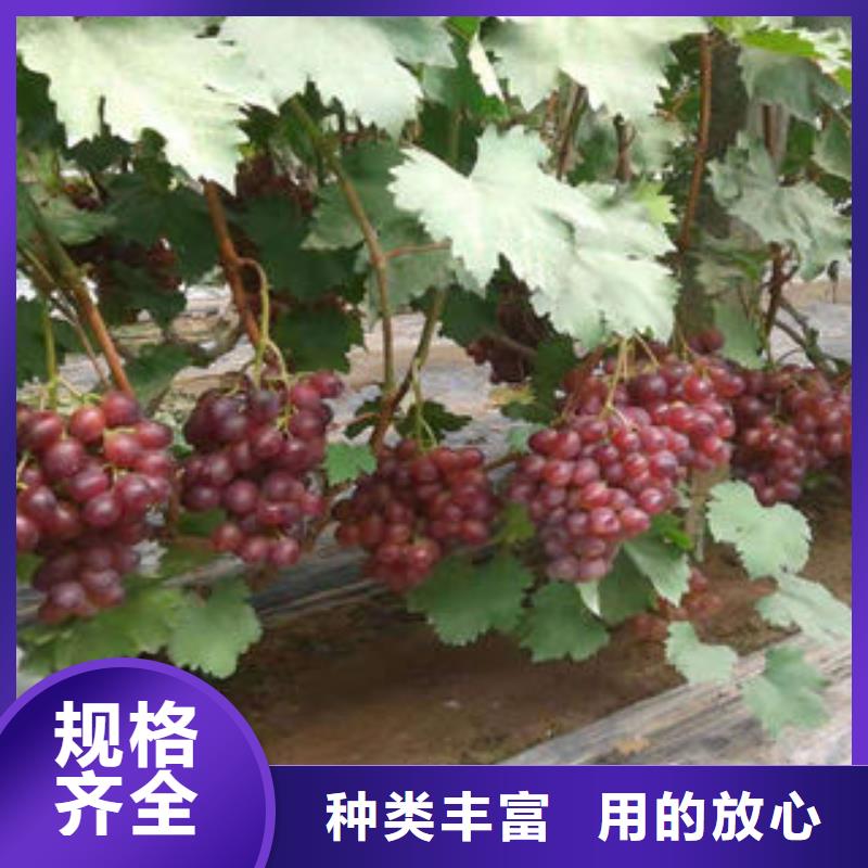 葡萄苗_李子苗打造好品质