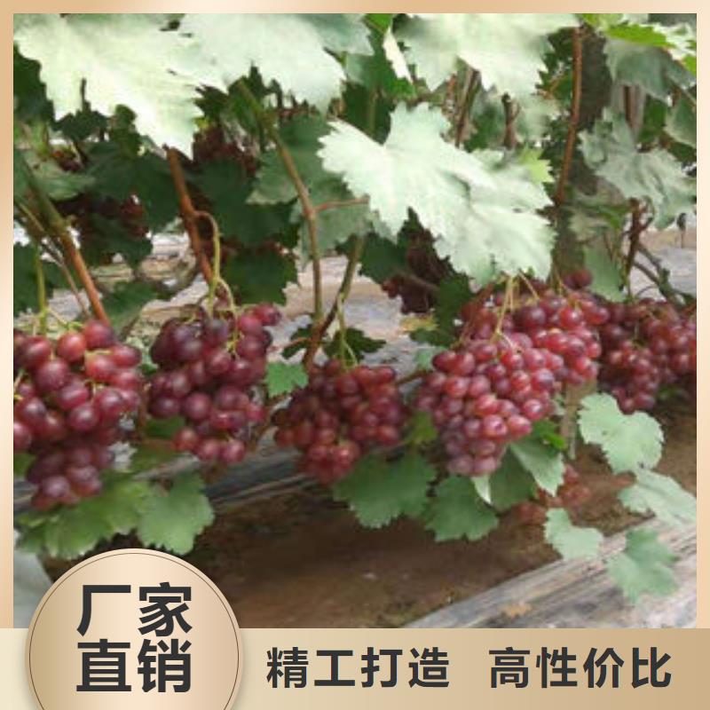 葡萄苗山楂苗现货直发