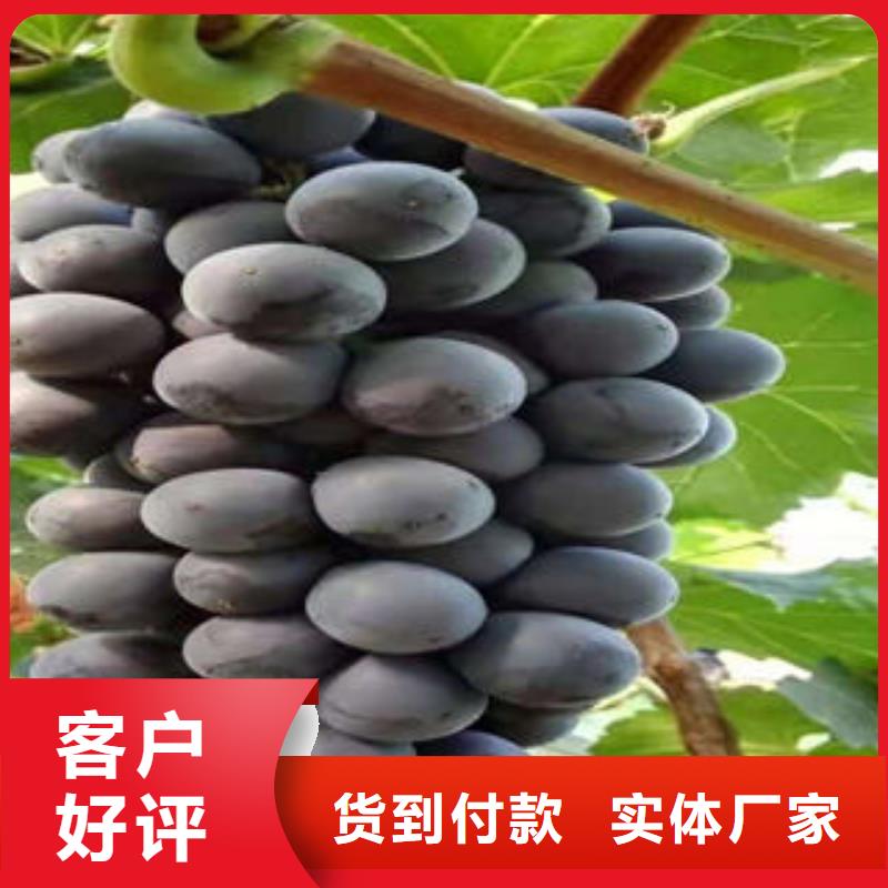 葡萄苗,苹果苗质量可靠