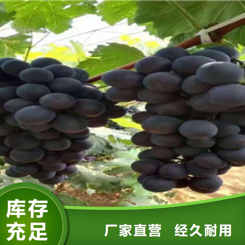 葡萄苗山楂苗现货直发