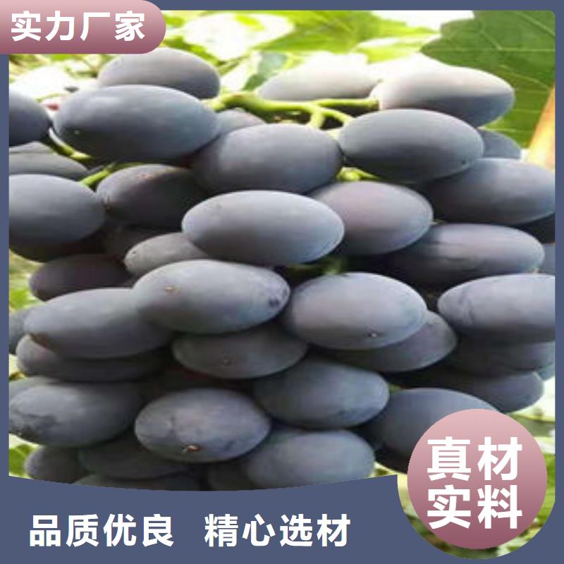 葡萄苗,苹果苗质量可靠