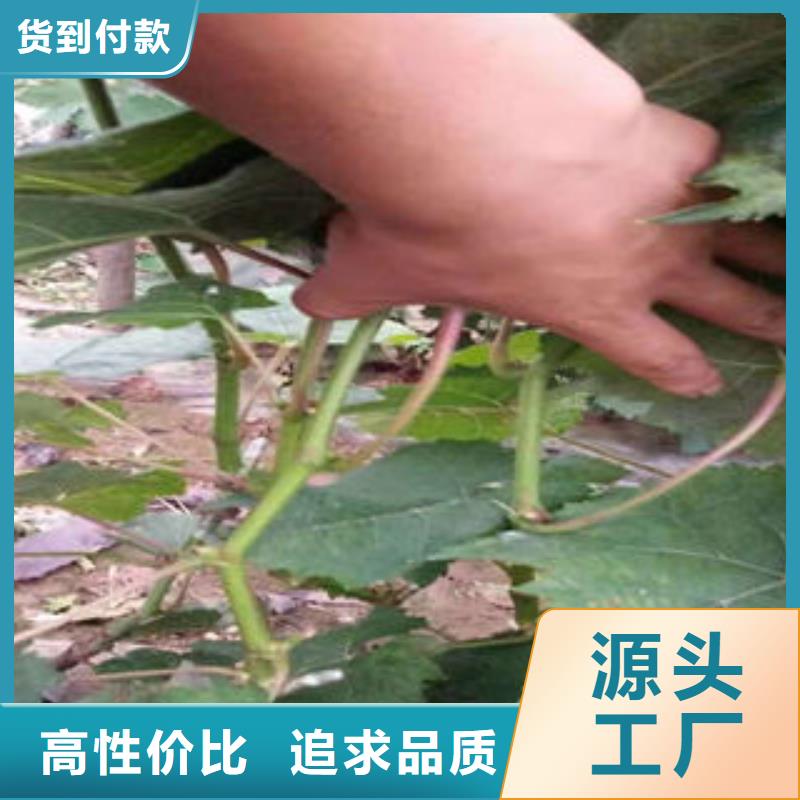 葡萄苗李子苗实地大厂