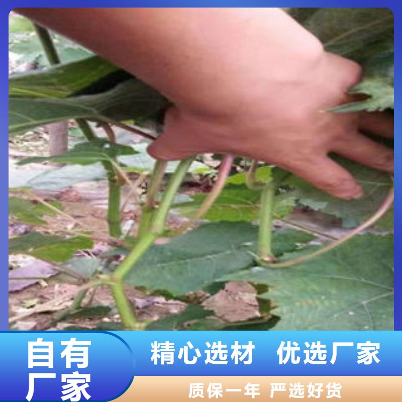 葡萄苗山楂苗现货直发