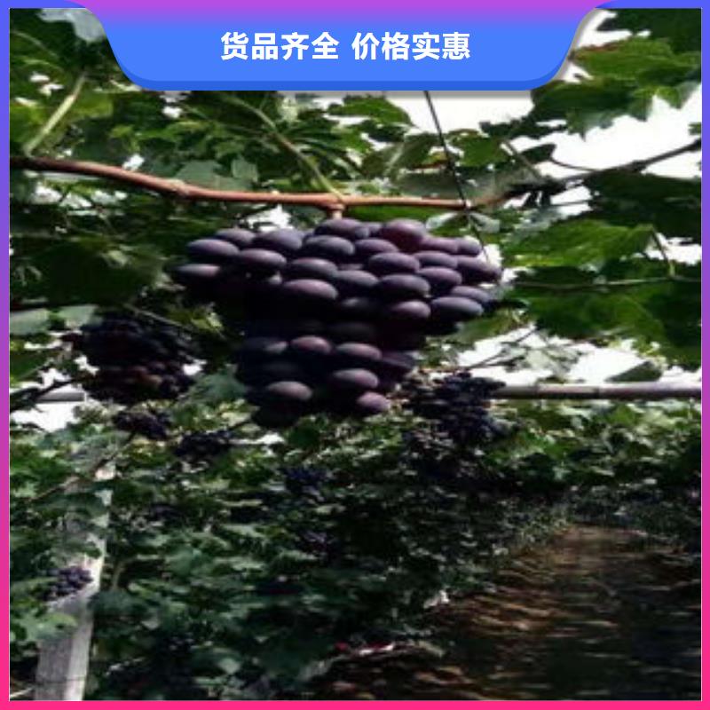 葡萄苗李子苗随心所欲定制