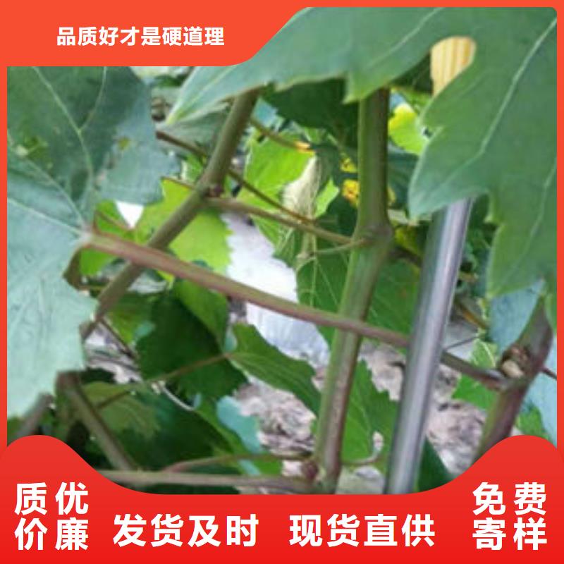 葡萄苗梨树苗品质好才是硬道理
