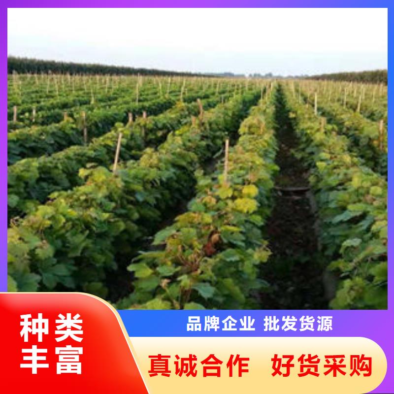 葡萄苗_李子苗打造好品质
