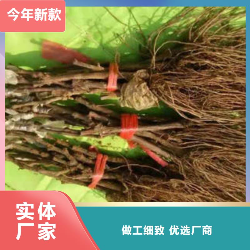 葡萄苗李子苗厂家直接面向客户