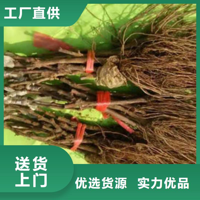 葡萄苗_李子苗打造好品质