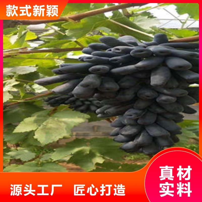葡萄苗_李子苗打造好品质