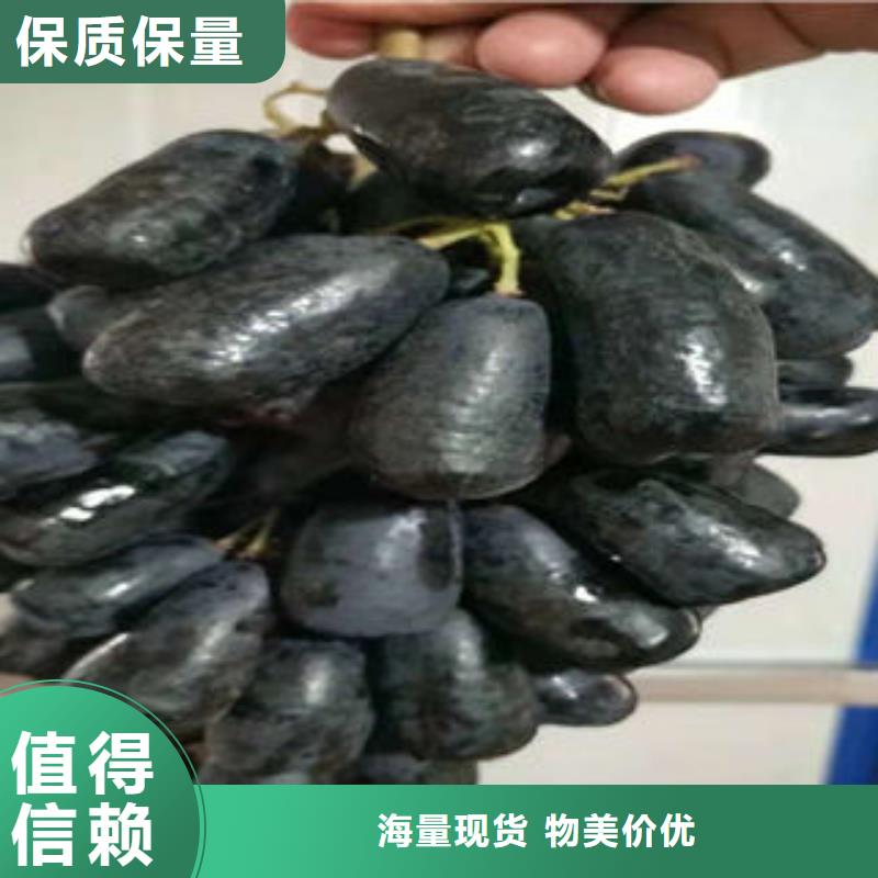葡萄苗_李子苗打造好品质
