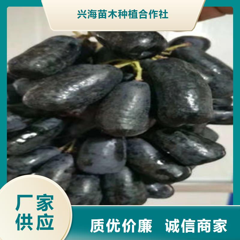 葡萄苗,苹果苗质量可靠