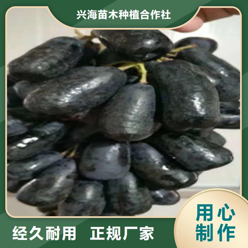 葡萄苗梨树苗品质好才是硬道理