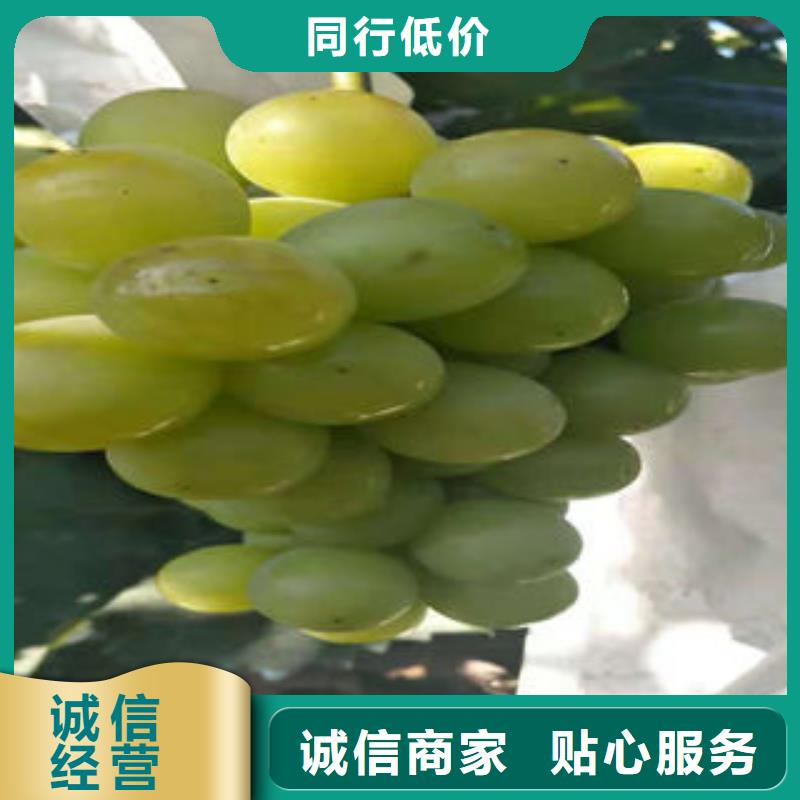 葡萄苗李子苗厂家直接面向客户