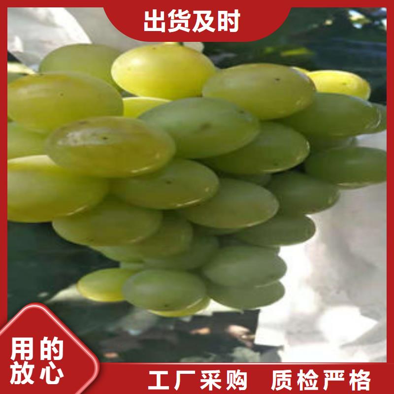 葡萄苗,苹果苗质量可靠