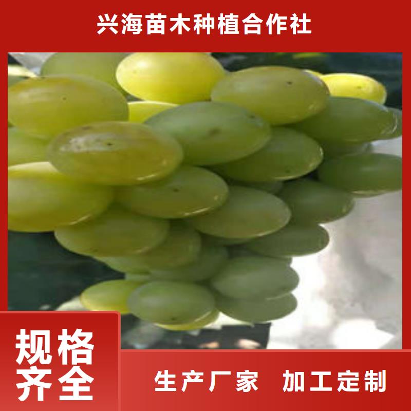 葡萄苗山楂苗现货直发