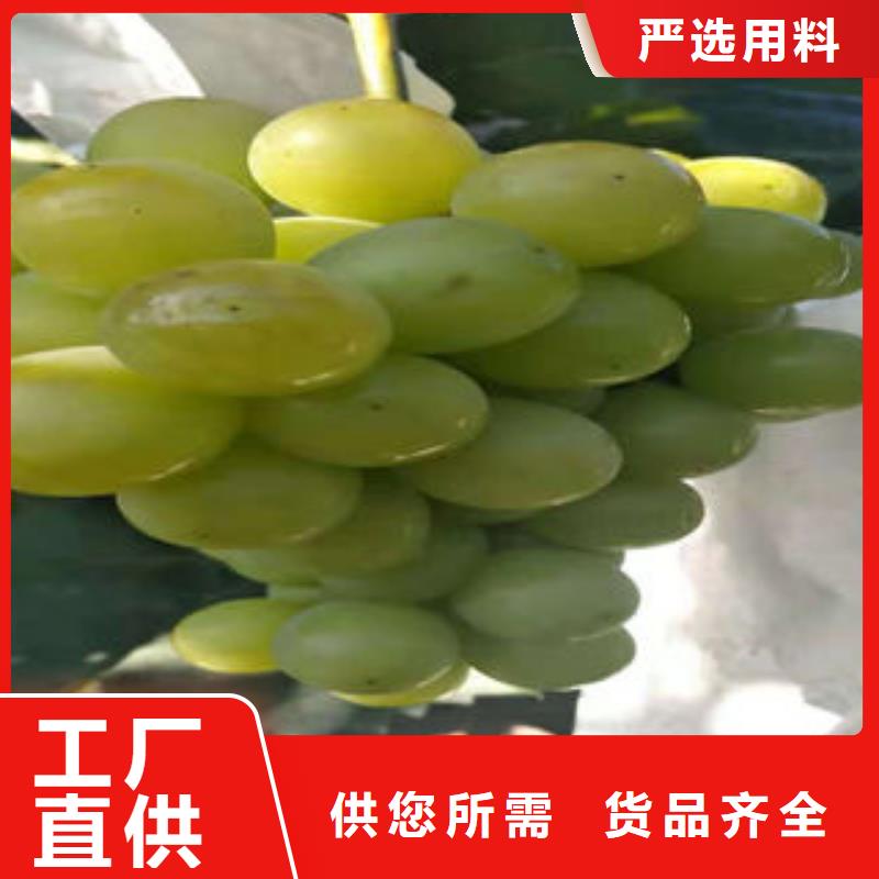 葡萄苗梨树苗品质好才是硬道理