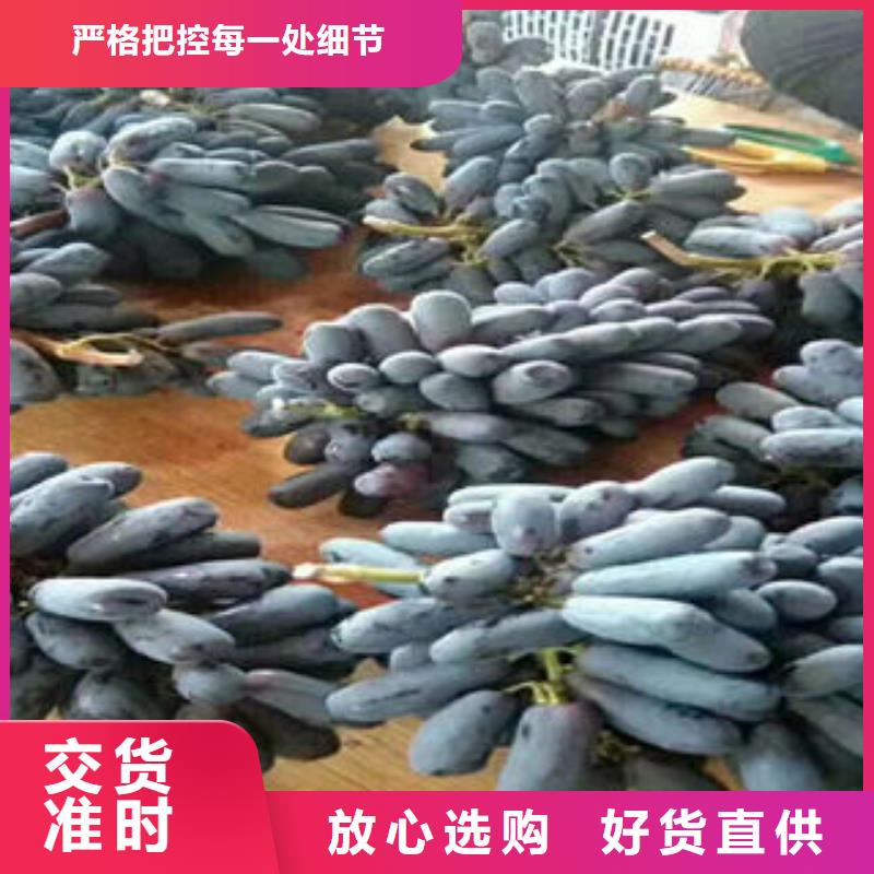 葡萄苗,苹果苗质量可靠