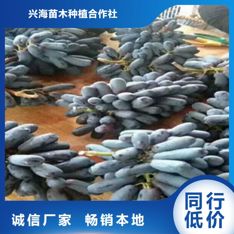 葡萄苗梨树苗品质好才是硬道理