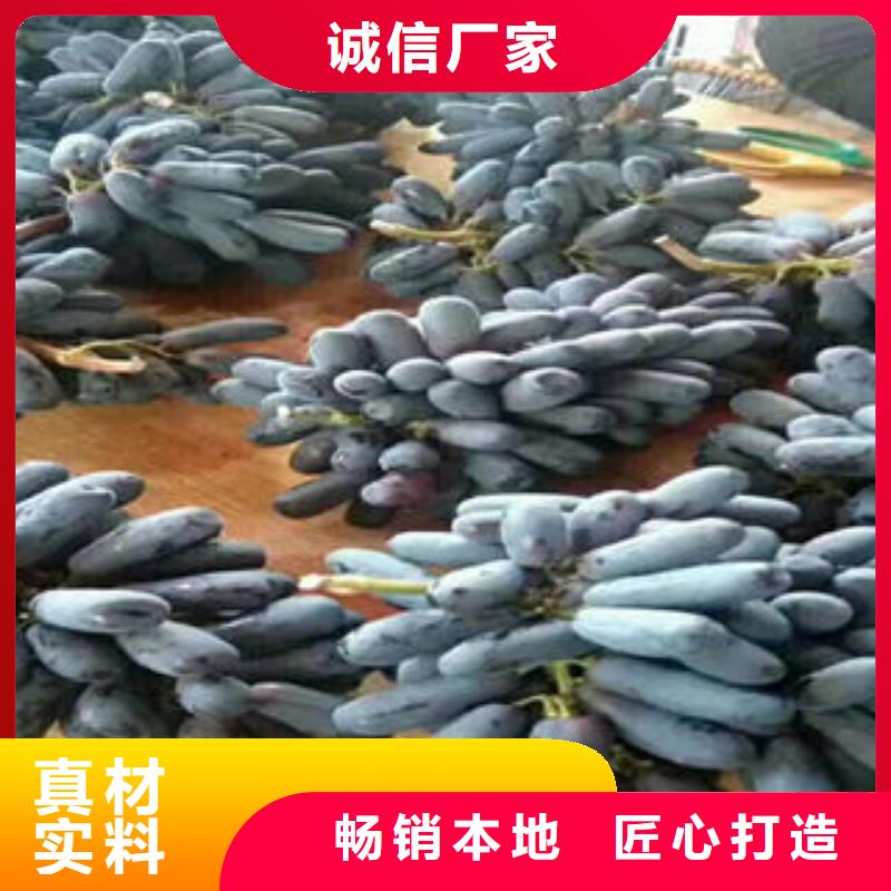 葡萄苗山楂苗现货直发