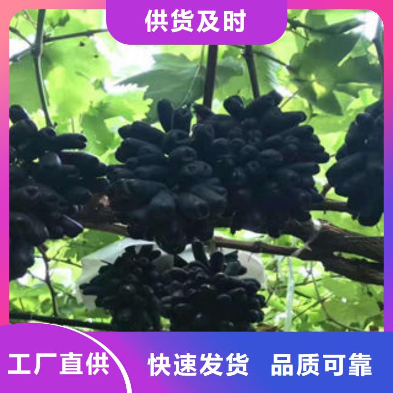 葡萄苗梨树苗品质好才是硬道理