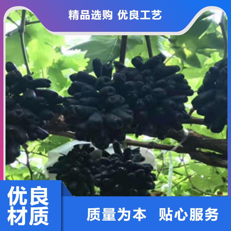 葡萄苗,苹果苗质量可靠