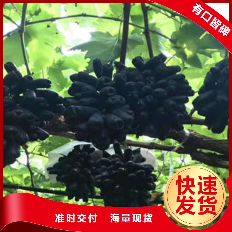 葡萄苗_李子苗打造好品质