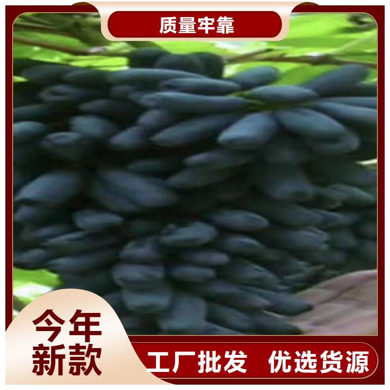 葡萄苗山楂苗现货直发