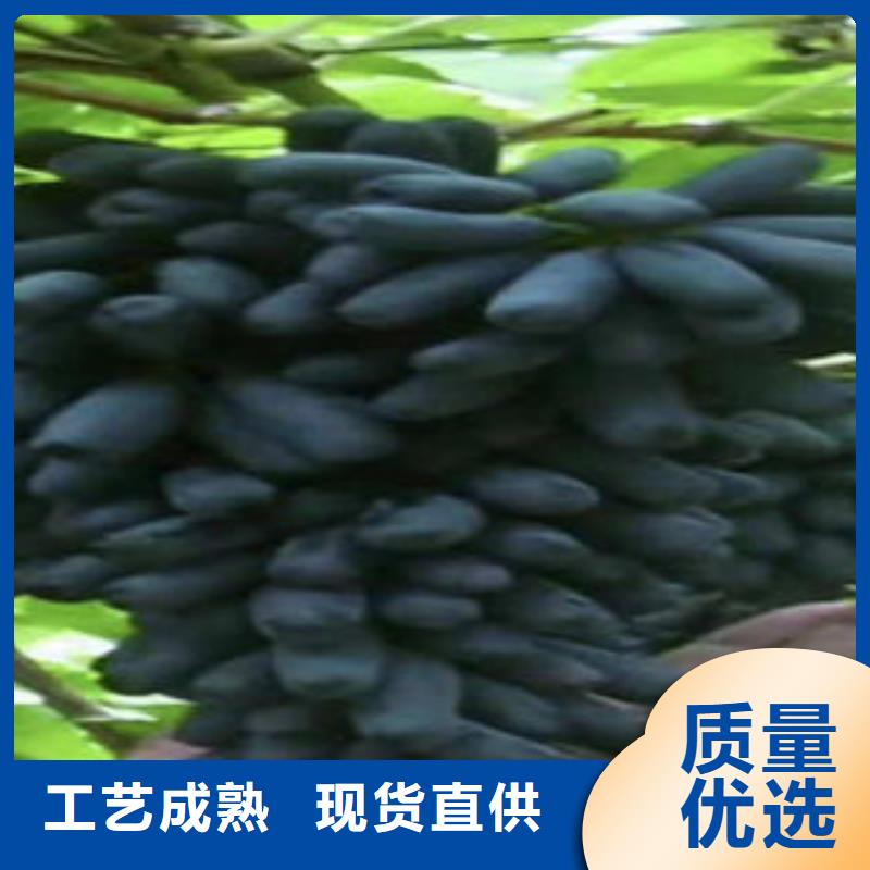 葡萄苗李子苗实地大厂