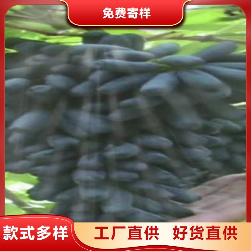 葡萄苗李子苗随心所欲定制