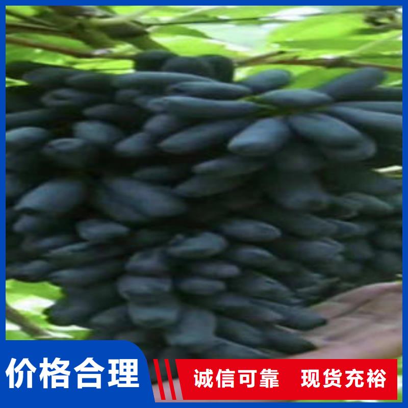 葡萄苗,苹果苗质量可靠