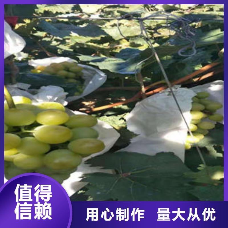葡萄苗梨树苗品质好才是硬道理