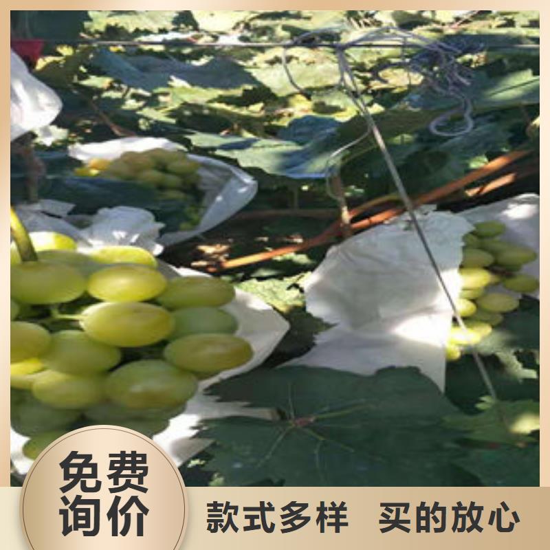 葡萄苗李子苗随心所欲定制