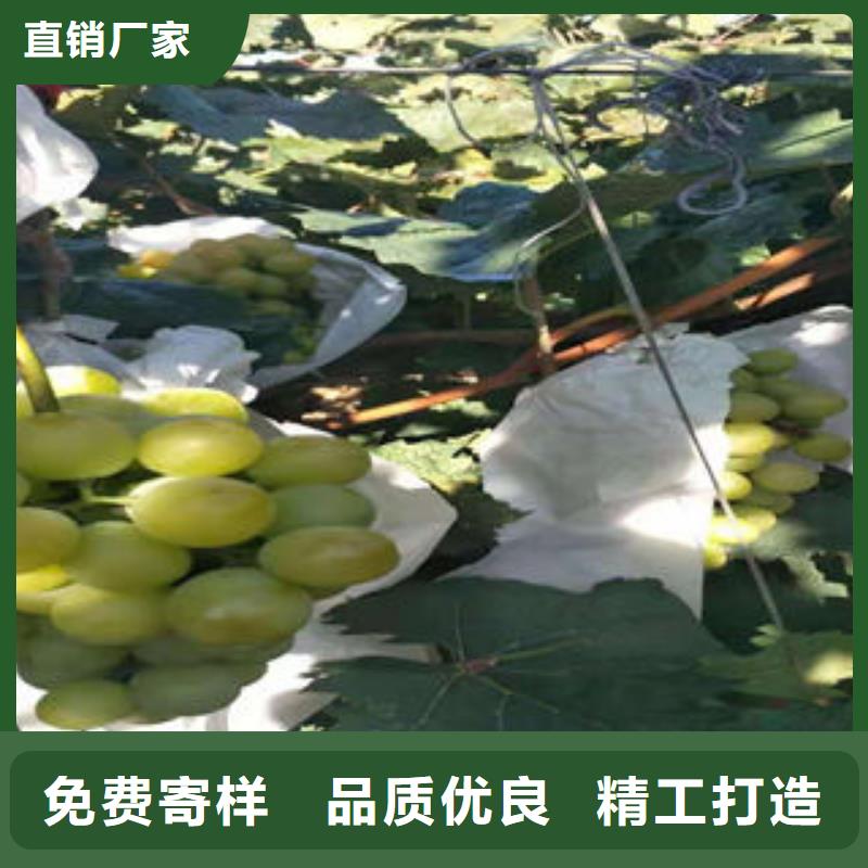 葡萄苗李子苗实地大厂