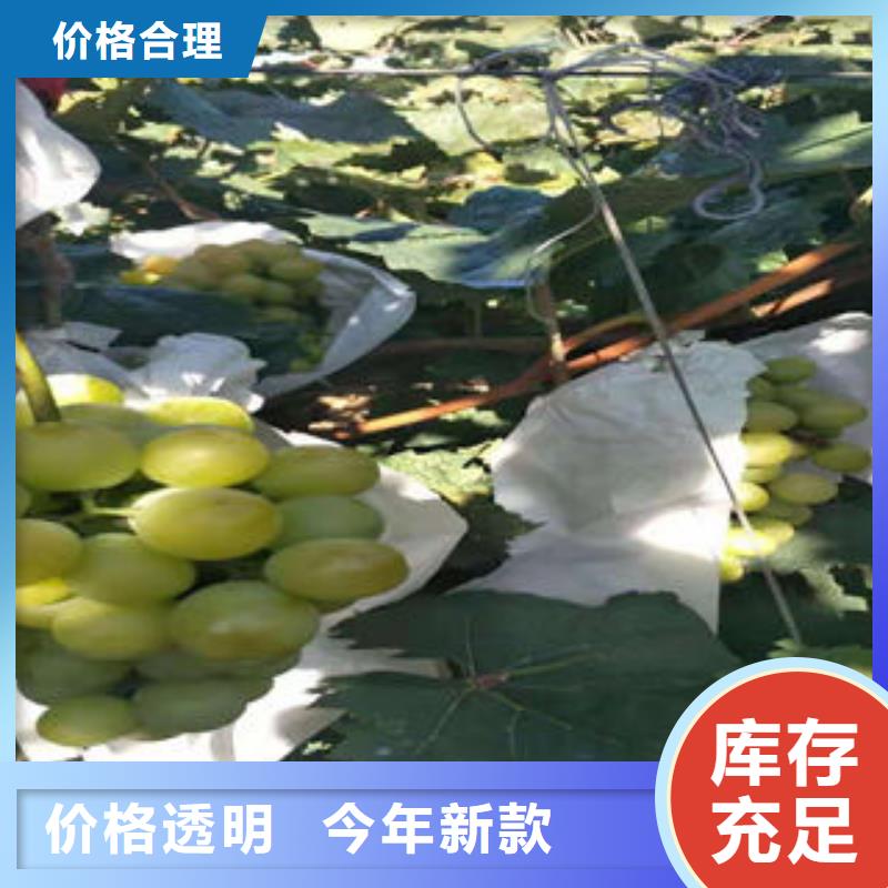 葡萄苗_李子苗打造好品质