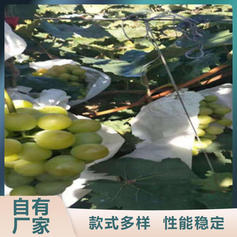 葡萄苗,苹果苗质量可靠